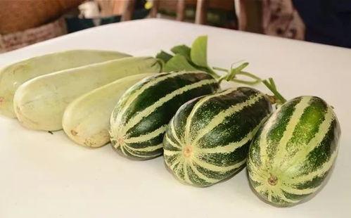 网红吃的小瓜是什么,究竟有何魅力？